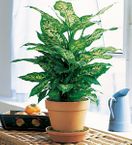 Dieffenbachia plant