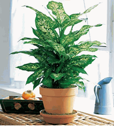 Dieffenbachia plant