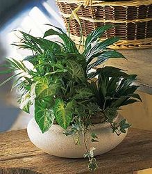 Dish Garden