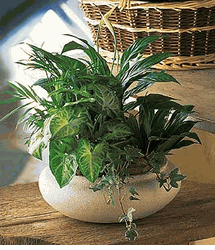 Dish Garden