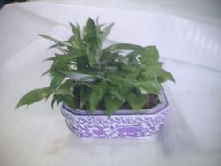 Dishgarden