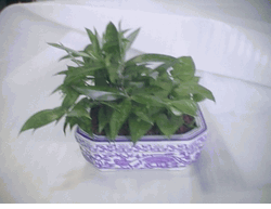 Dishgarden