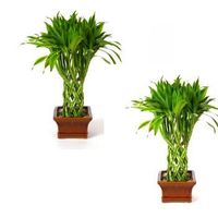 Double Gold Lucky Bamboo Tree, Pillar Arrangement 