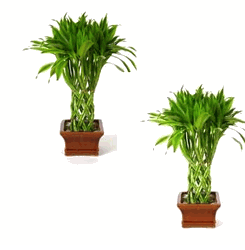 Double Gold Lucky Bamboo Tree, Pillar Arrangement 