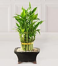 Double Lucky Pyramid Bamboo