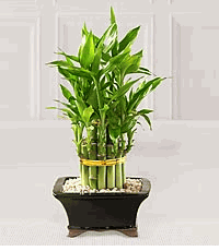 Double Lucky Pyramid Bamboo