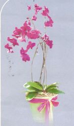 Double Orchids Purple 