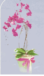 Double Orchids Purple 