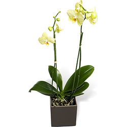 Double Pale yellow Orchid 