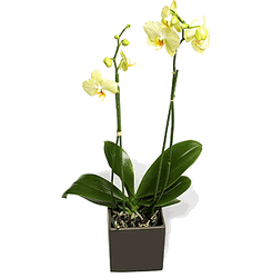 Double Pale yellow Orchid 