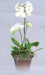double Phalaenopsis buterfly orchid