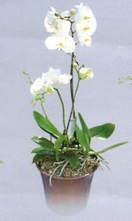 double Phalaenopsis buterfly orchid