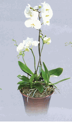 double Phalaenopsis buterfly orchid