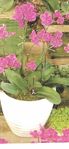 Double purple orchid plant