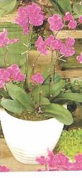 Double purple orchid plant
