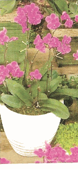 Double purple orchid plant