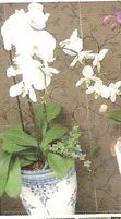 Double white orchid plant