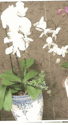 Double white orchid plant