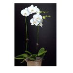 Double White Orchids