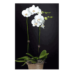 Double White Orchids