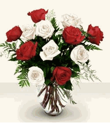 Dozen Red White Rose