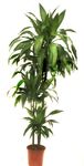 Dracaena cane 