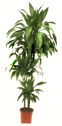 Dracaena cane 