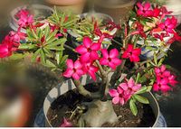 Dragon Fire a Vietnamese adenium hybrid. 