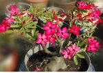 Dragon Fire a Vietnamese adenium hybrid. 