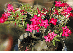 Dragon Fire a Vietnamese adenium hybrid. 