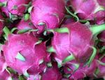 Dragon Fruit / Pitahaya (Thanh Long
