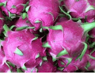 Dragon Fruit / Pitahaya (Thanh Long