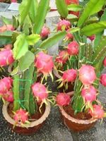 Dragon fruit tree 2 pots
