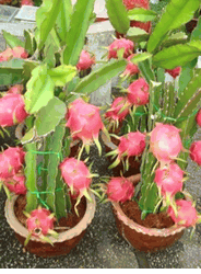 Dragon fruit tree 2 pots