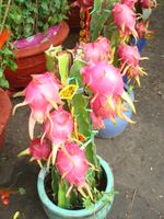 Dragon fruit tree 2pots