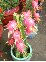 Dragon fruit tree 2pots