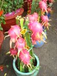 Dragon Tree 2 pots