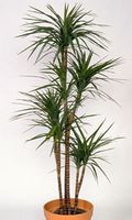 Dragon tree