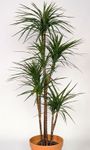 Dragon tree