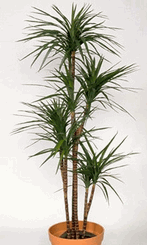 Dragon tree