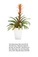 duacanhnendo-Bromeliad flowers 