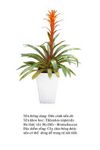 duacanhnendo-Bromeliad flowers 