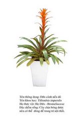 duacanhnendo-Bromeliad flowers 