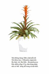 duacanhnendo-Bromeliad flowers 