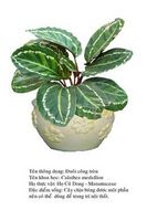 duoicongtron-Calathea