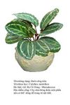 duoicongtron-Calathea