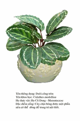 duoicongtron-Calathea