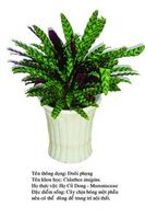 duoiphung-Calathea