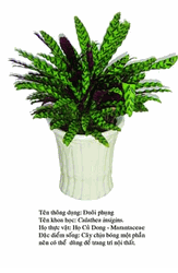 duoiphung-Calathea
