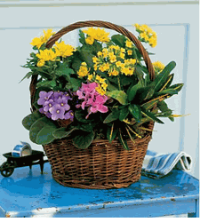 European Basket